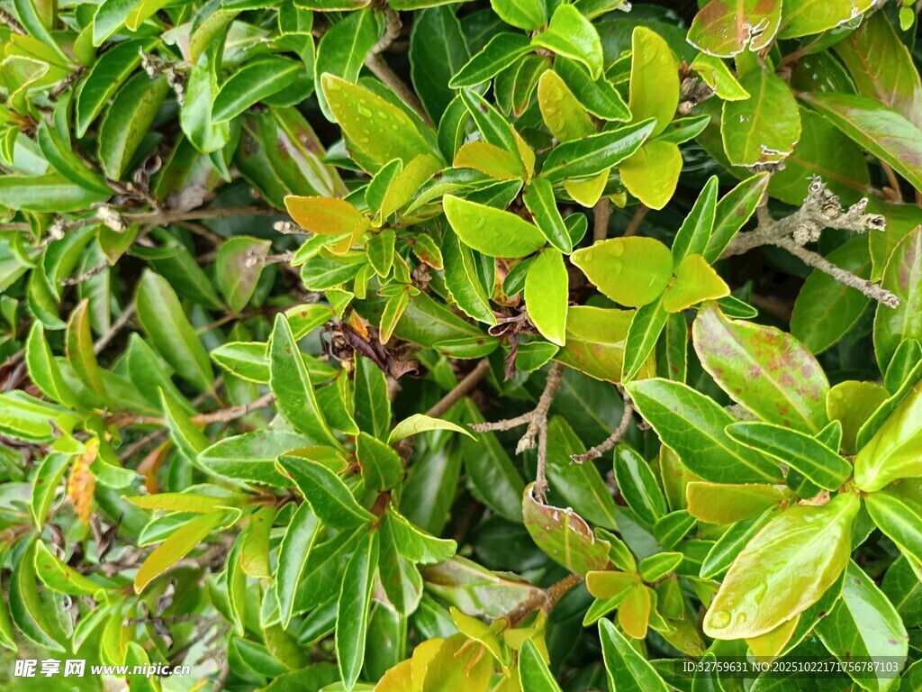 翠绿繁茂的绿叶植物