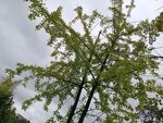 雨中绿树