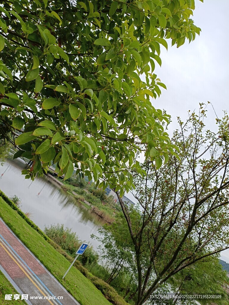绿意盎然的公园小路景观