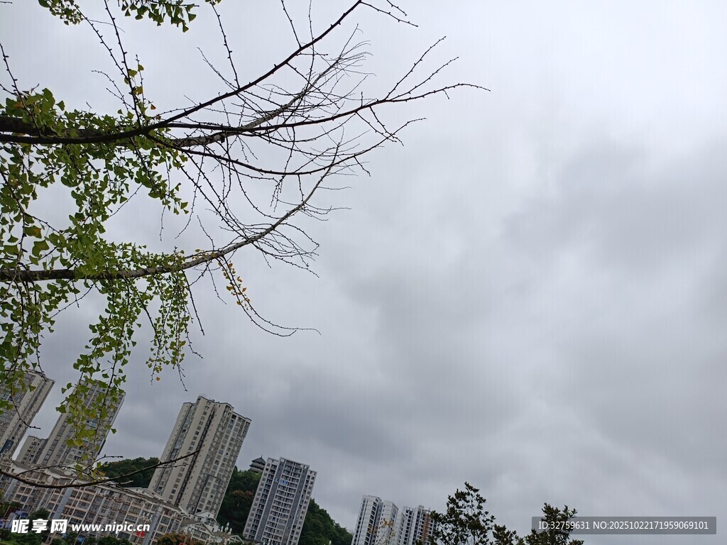 阴天城市景观与枝头绿意