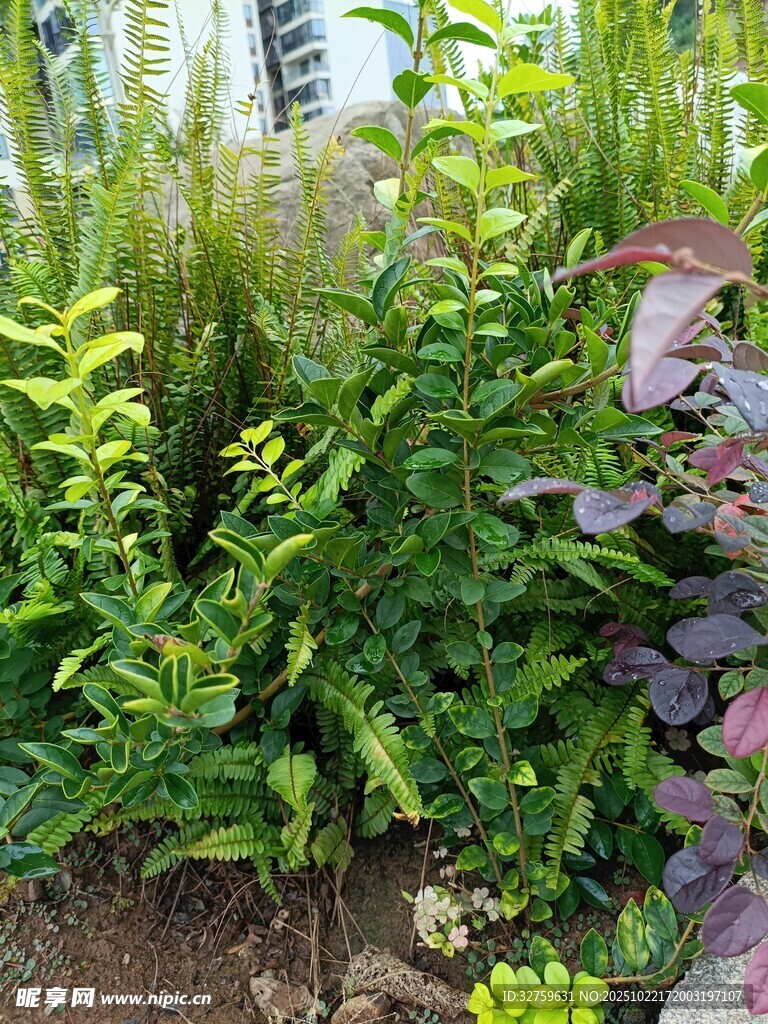 繁茂绿植景观