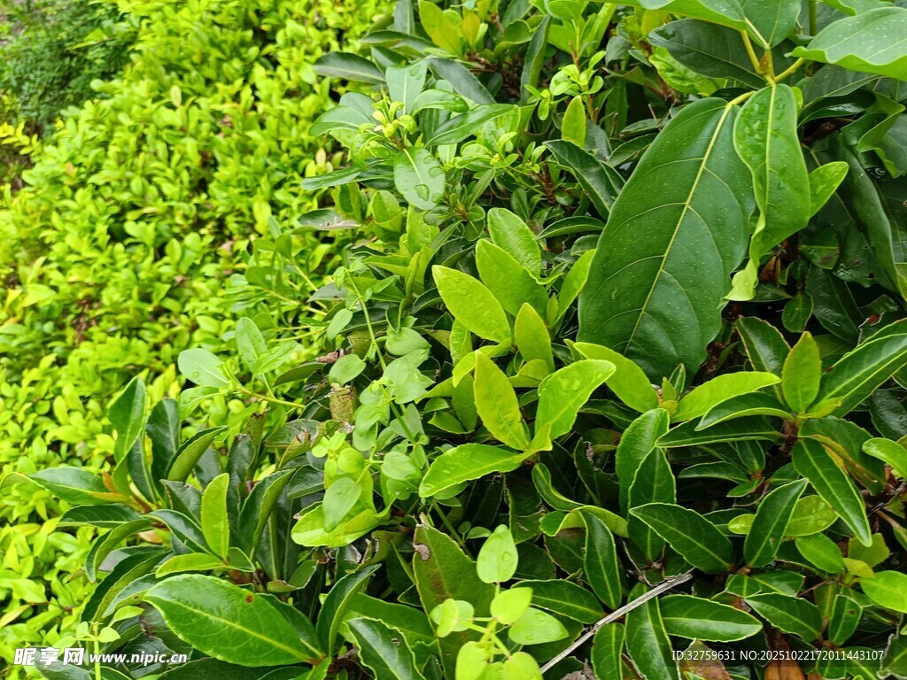 翠绿繁茂的多样植物景观