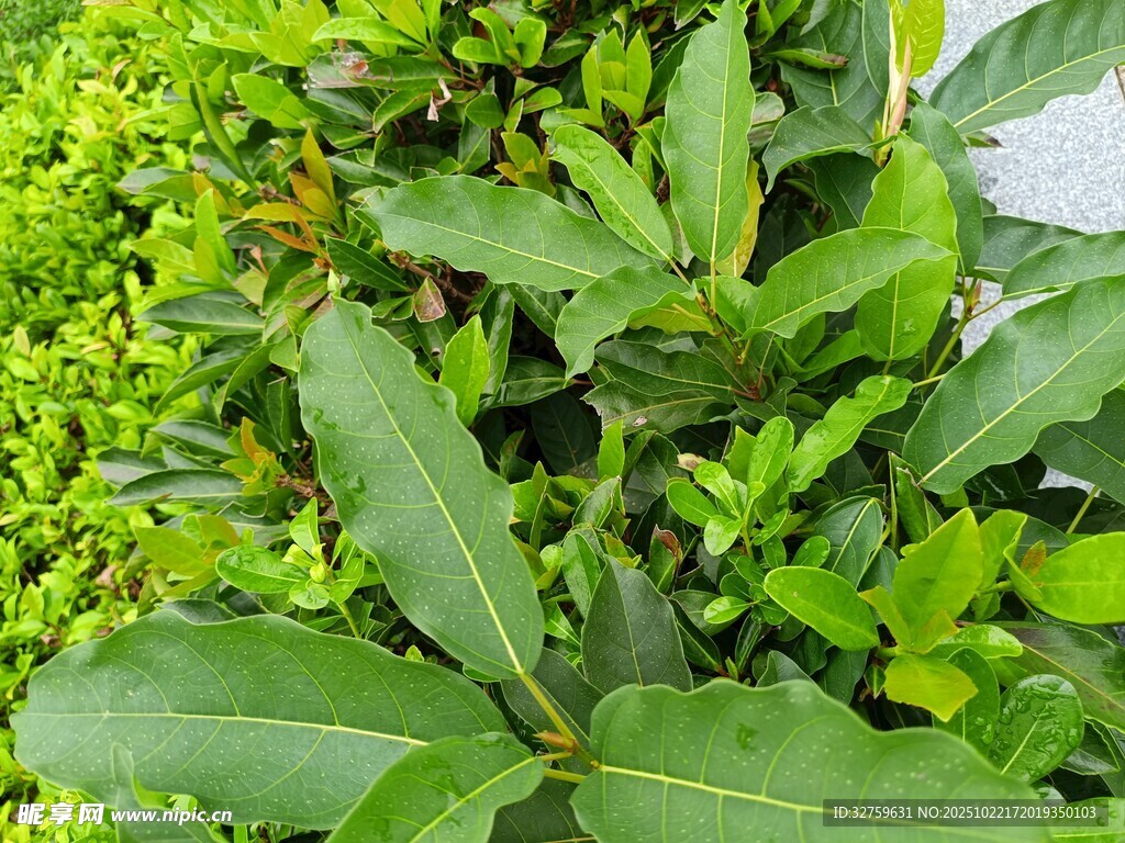翠绿繁茂的多样植物景观
