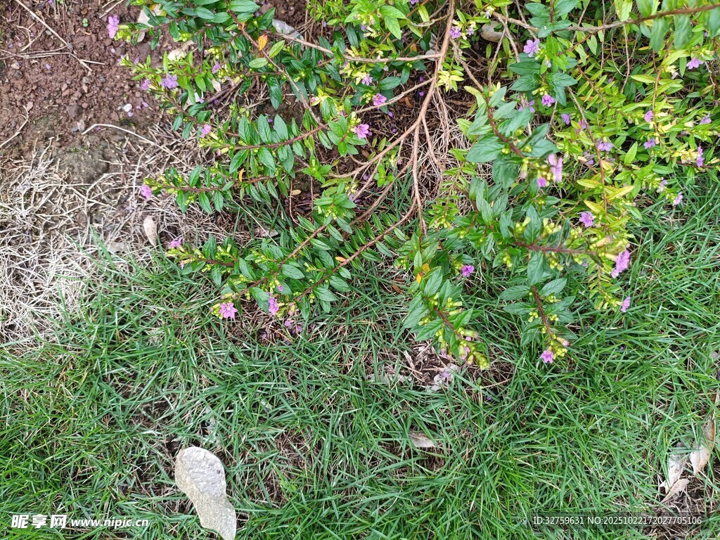 地面绿植与杂草景象