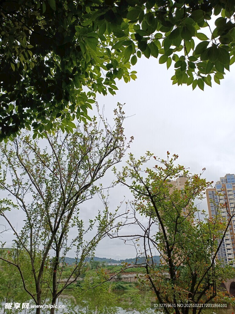 绿树掩映下的城市远景