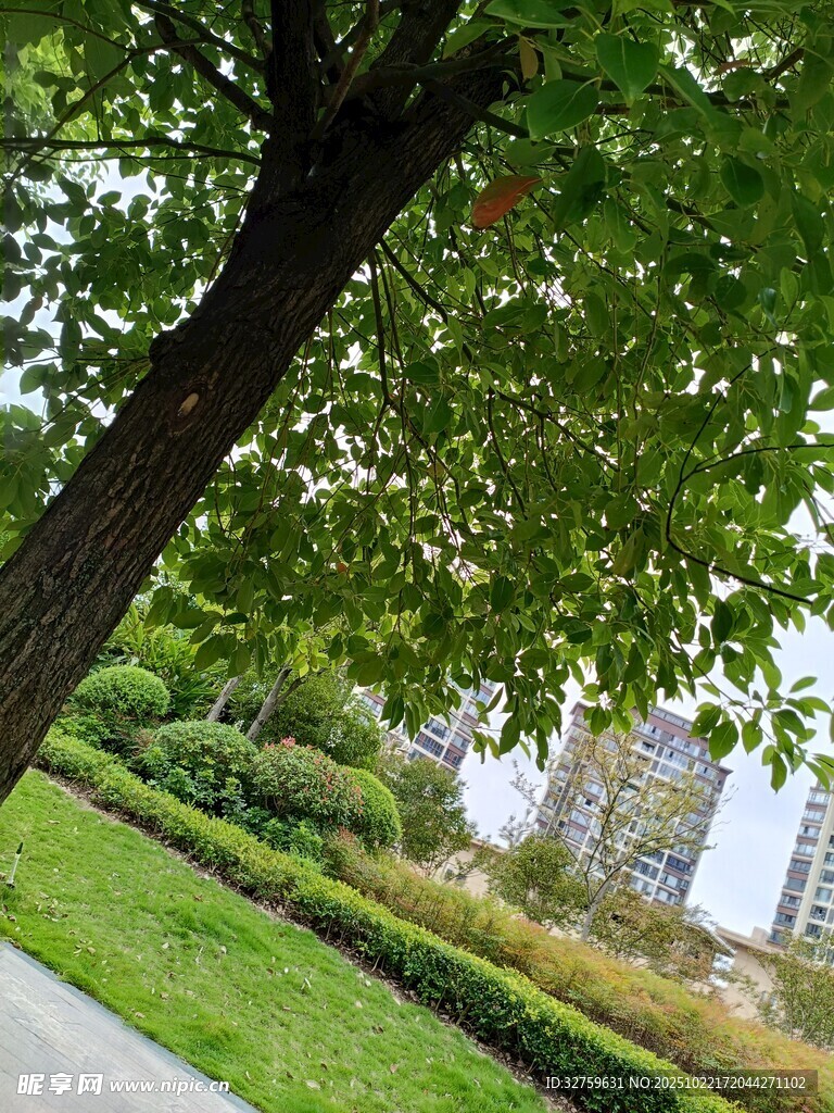 绿荫下的清新户外景致