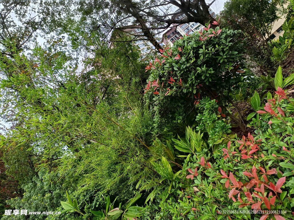 繁茂绿植景观