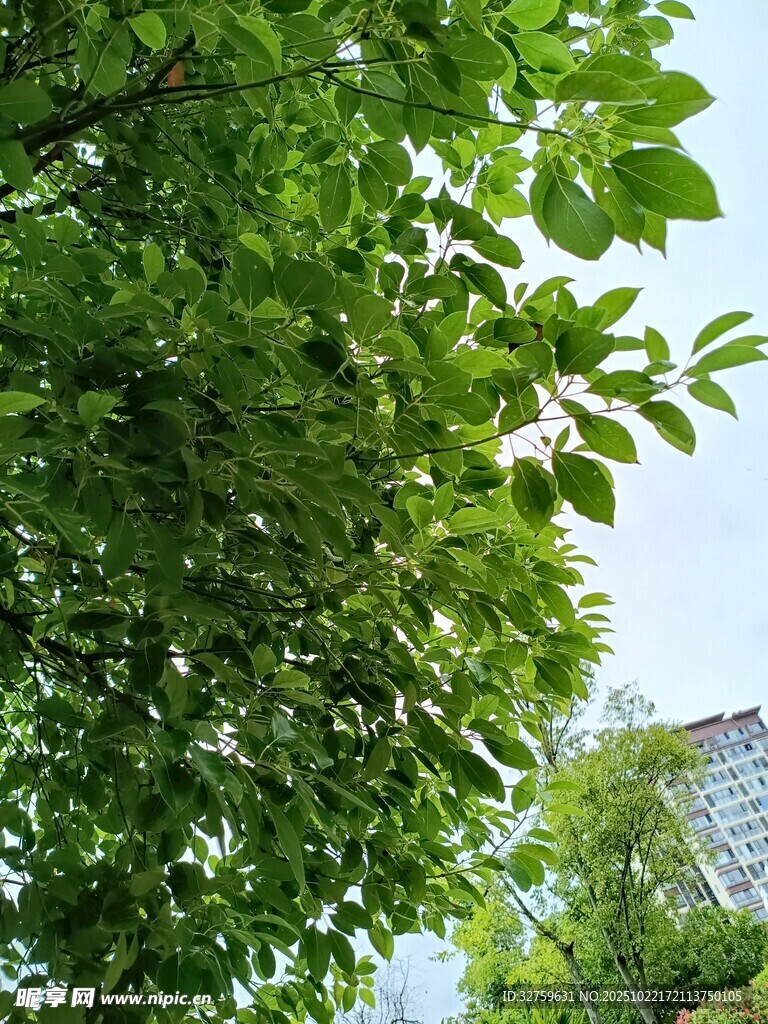 绿叶繁茂的树梢景观