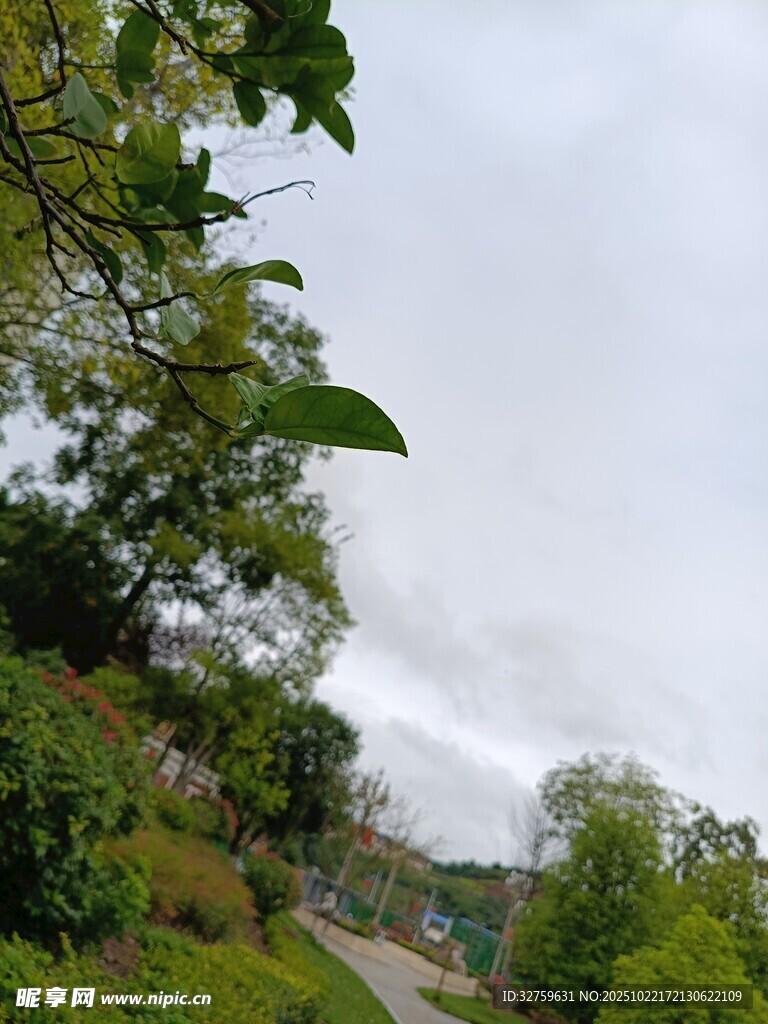 户外绿意盎然的自然景致
