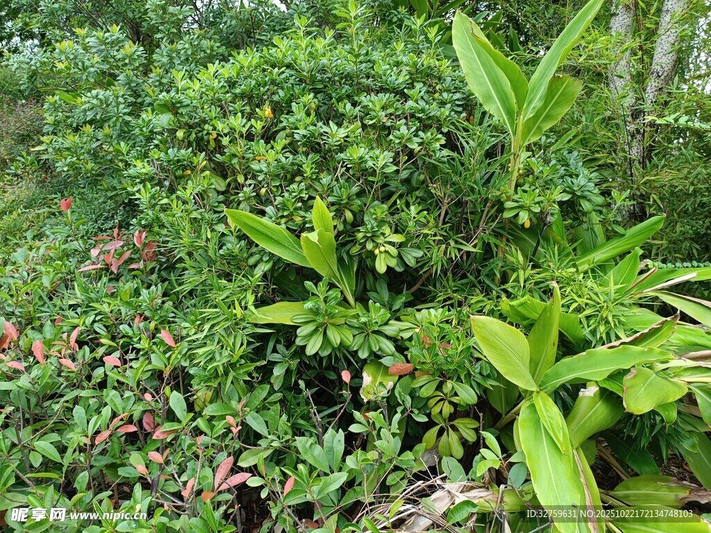 繁茂的绿色植物景观
