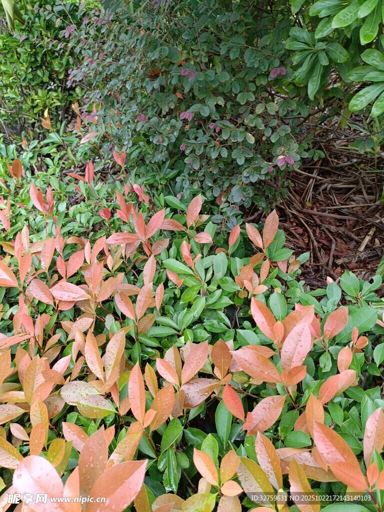 多彩叶片的植物景观