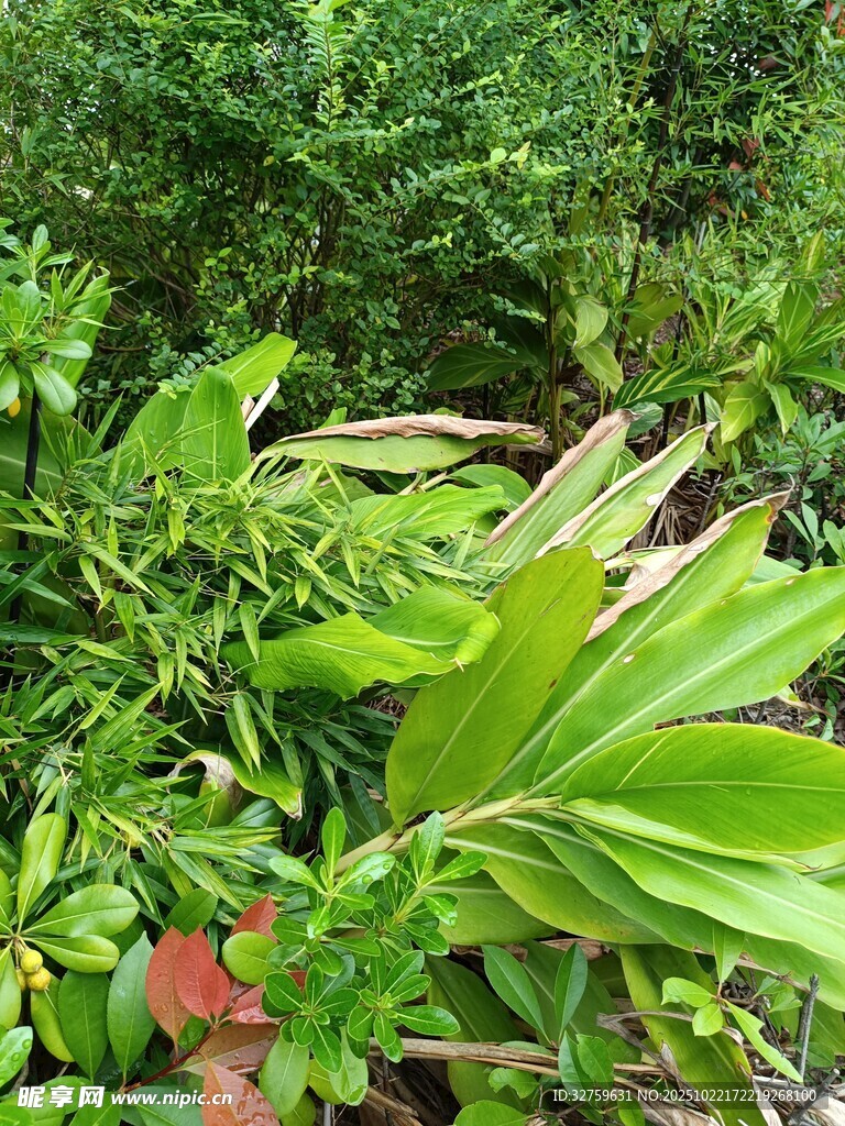 繁茂绿植景观