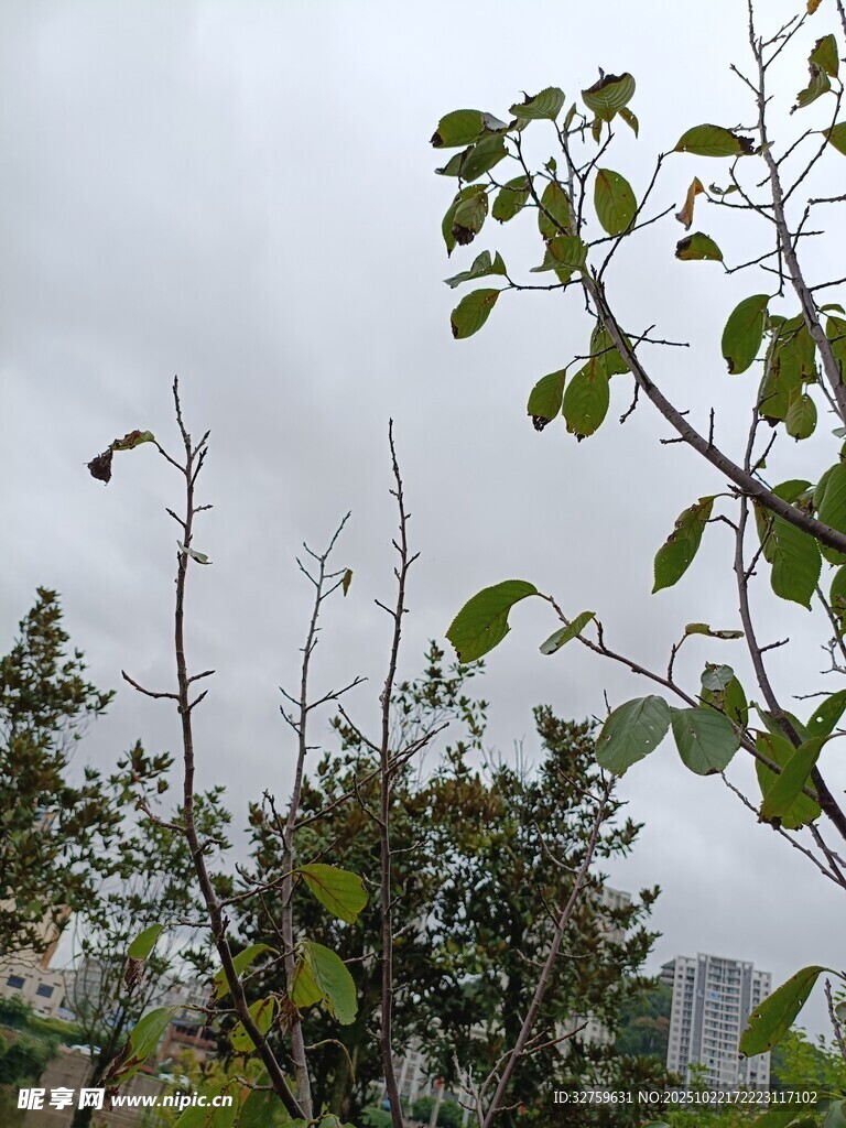 阴天中的绿植枝叶