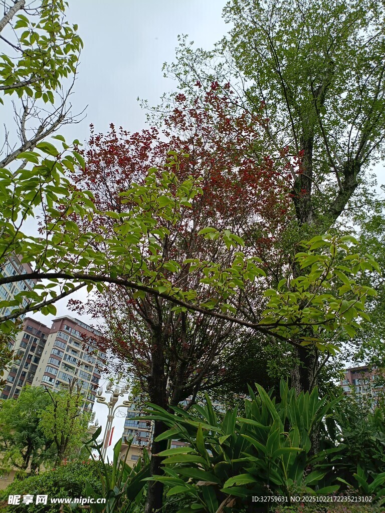 庭院中多彩树木景致