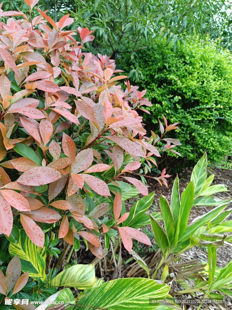 红叶植物景观
