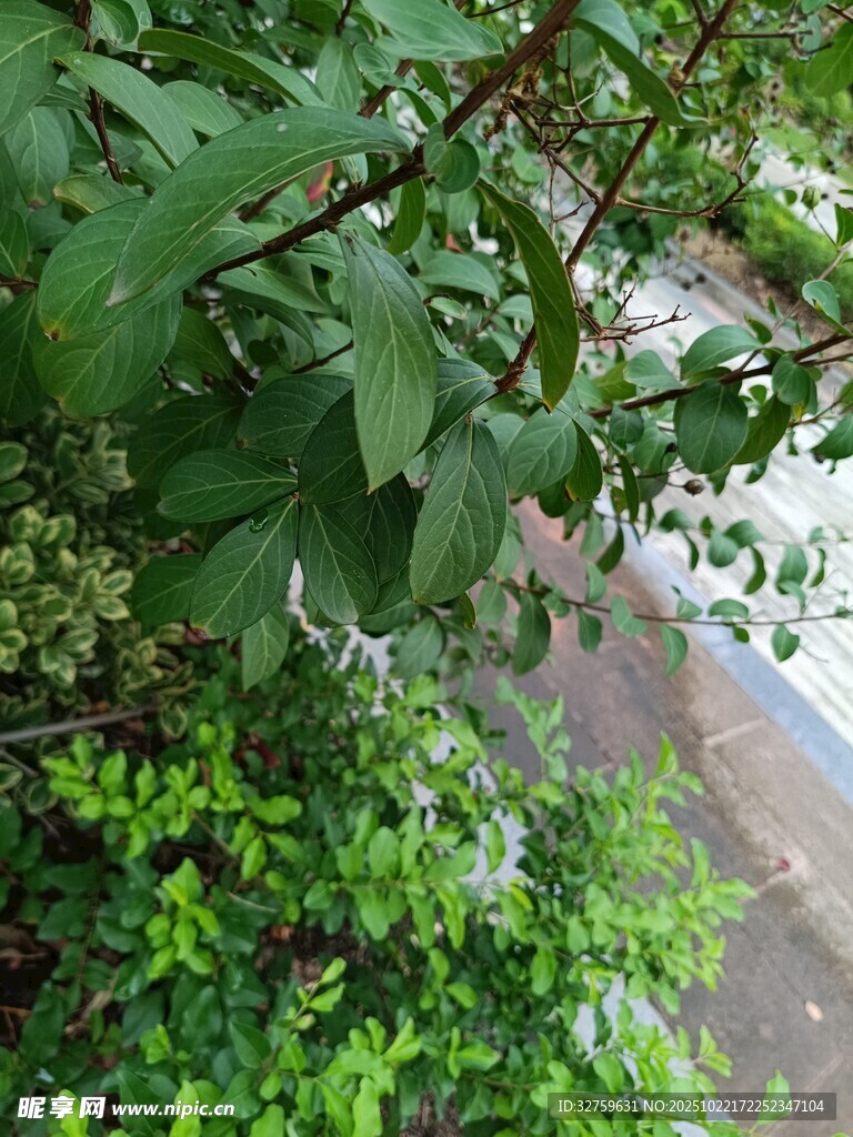 绿叶掩映下的户外景致