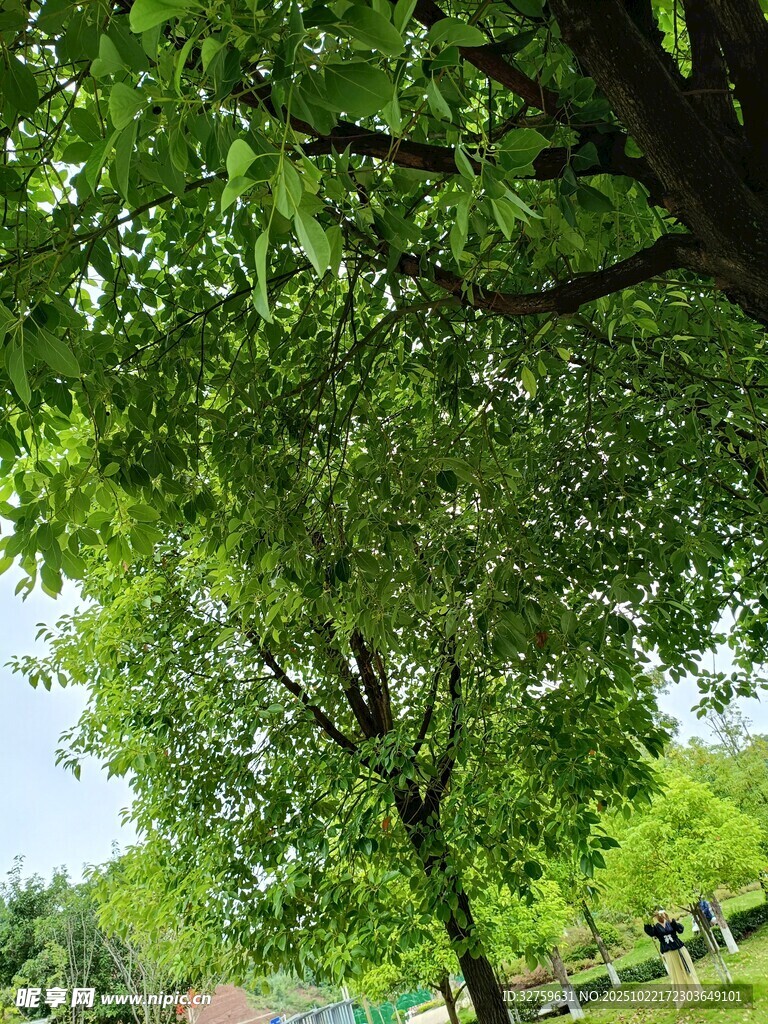 夏日繁茂绿树景观