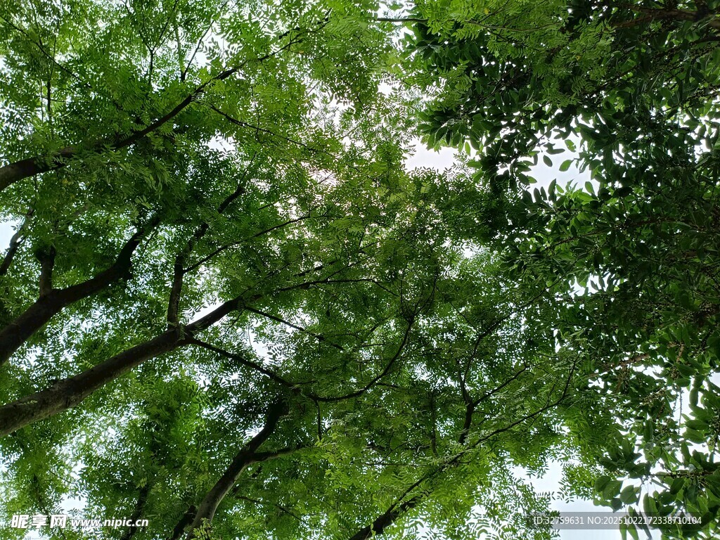 仰视茂密绿荫树冠