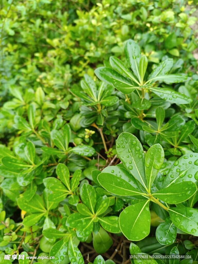 翠绿多汁的鲜嫩植物