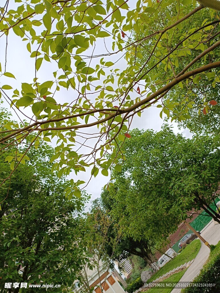 绿叶繁茂的树木景观