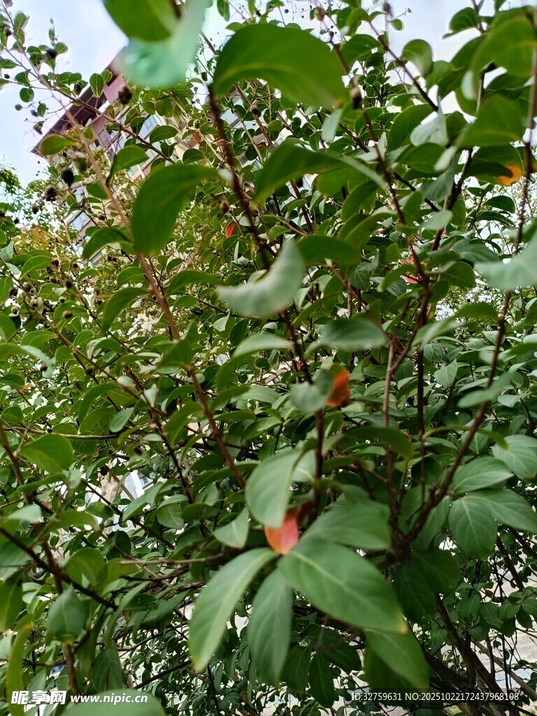 绿叶繁茂的植物景象