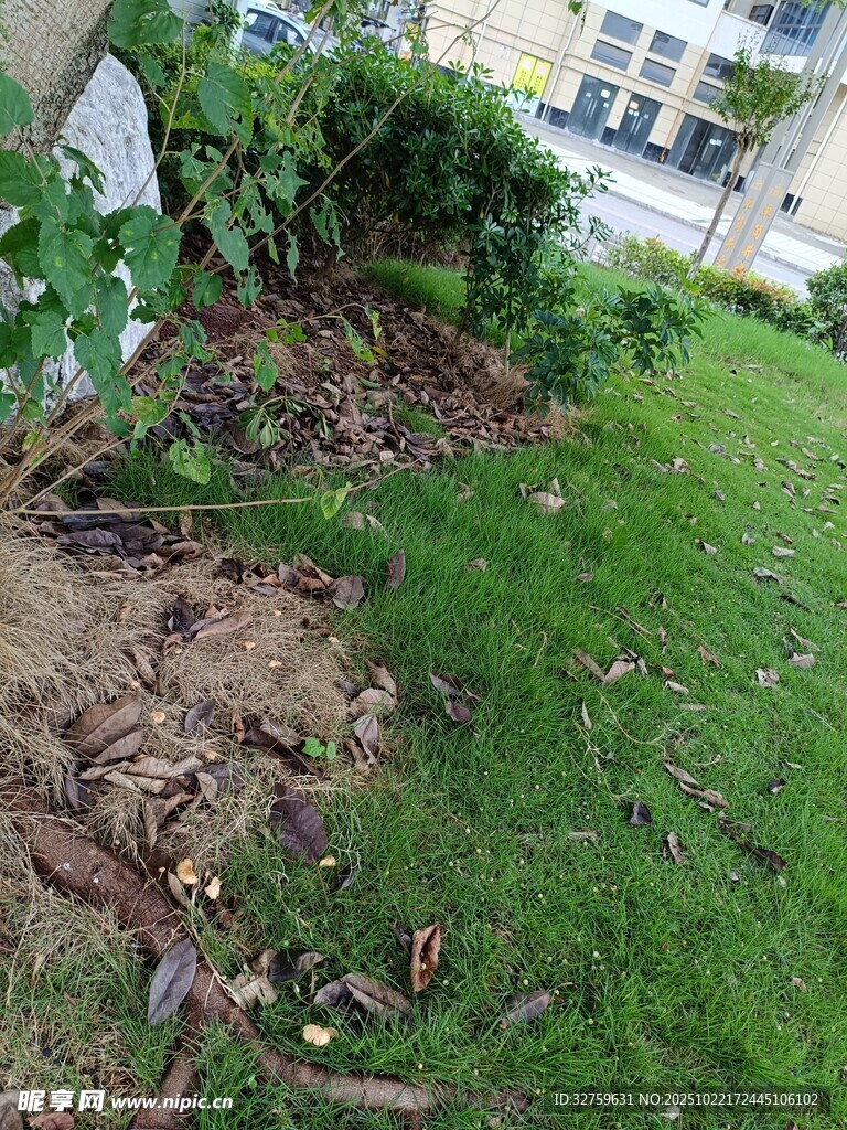 户外草地旁的落叶与绿植