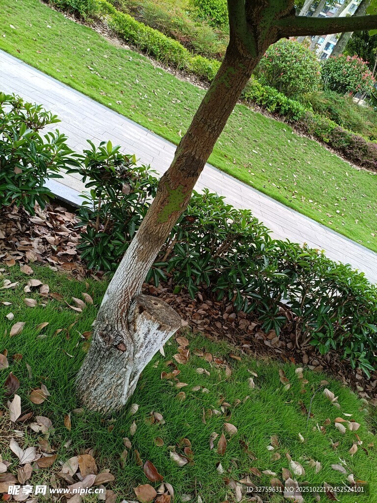 树干底部的白色防护层