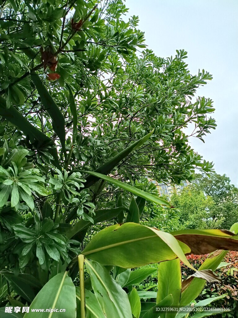 繁茂绿植展现自然生机