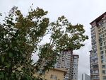 城市中绿树与高楼景观