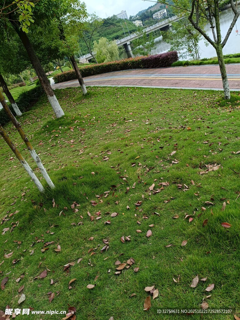 湖畔草地树木风景图