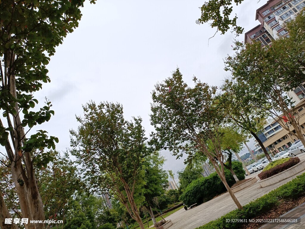 城市街边绿树景观