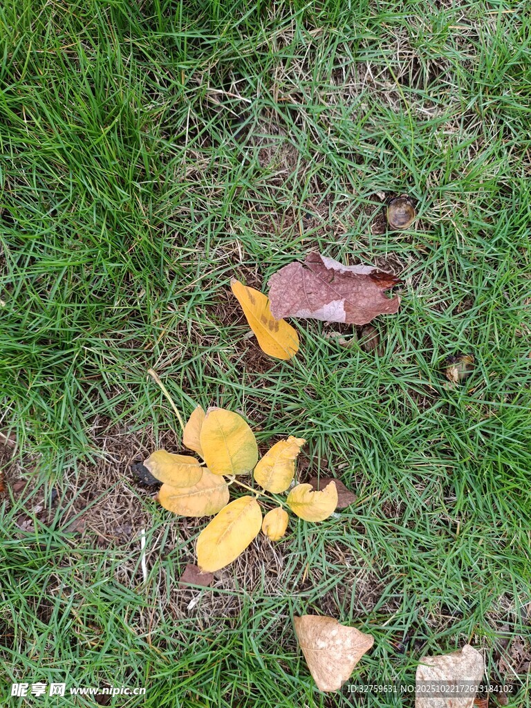草地上的黄色落叶