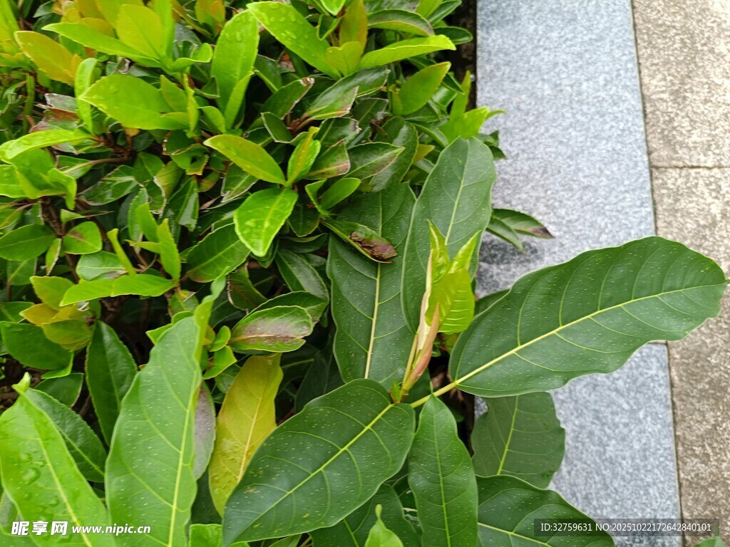 路边翠绿繁茂的植物景观