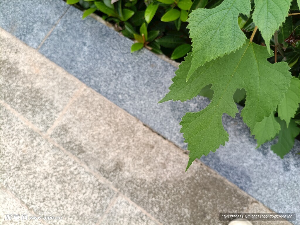 石板旁的翠绿植物