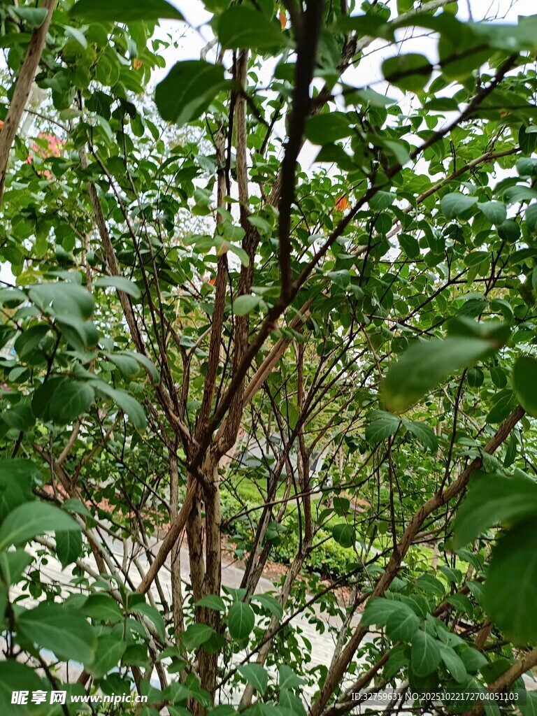 繁茂绿植