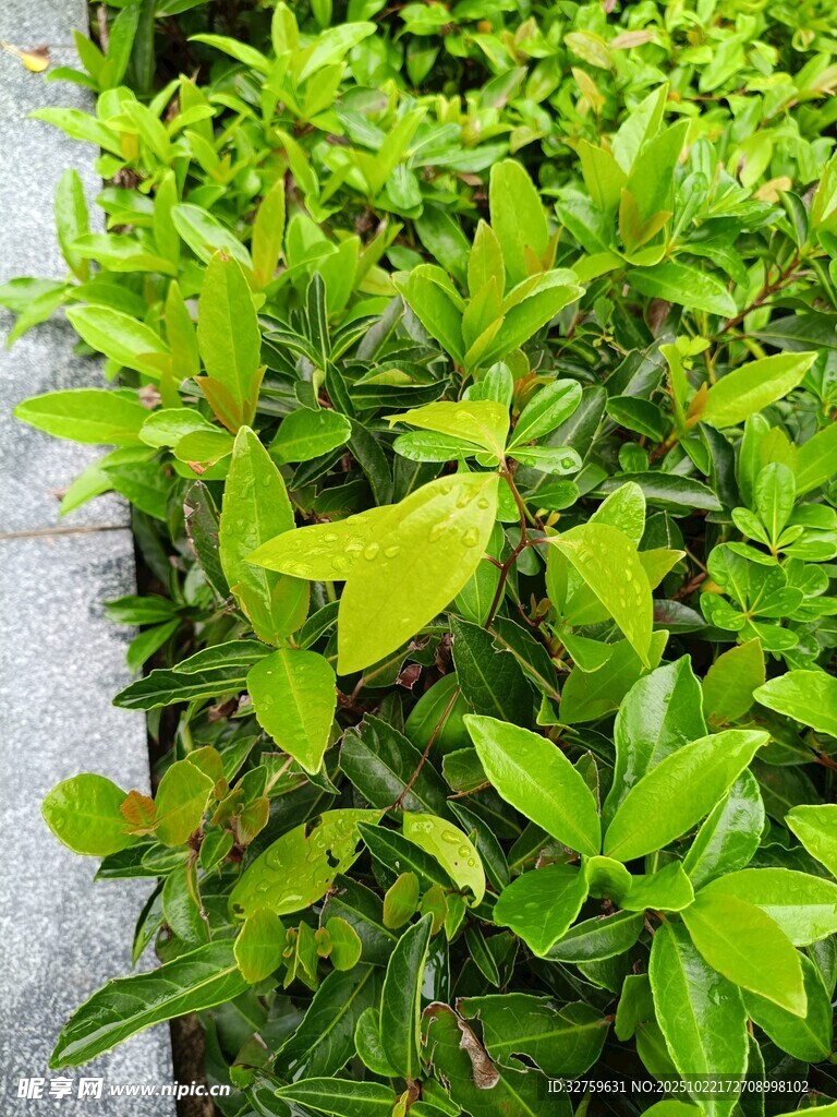 翠绿繁茂的绿植景观