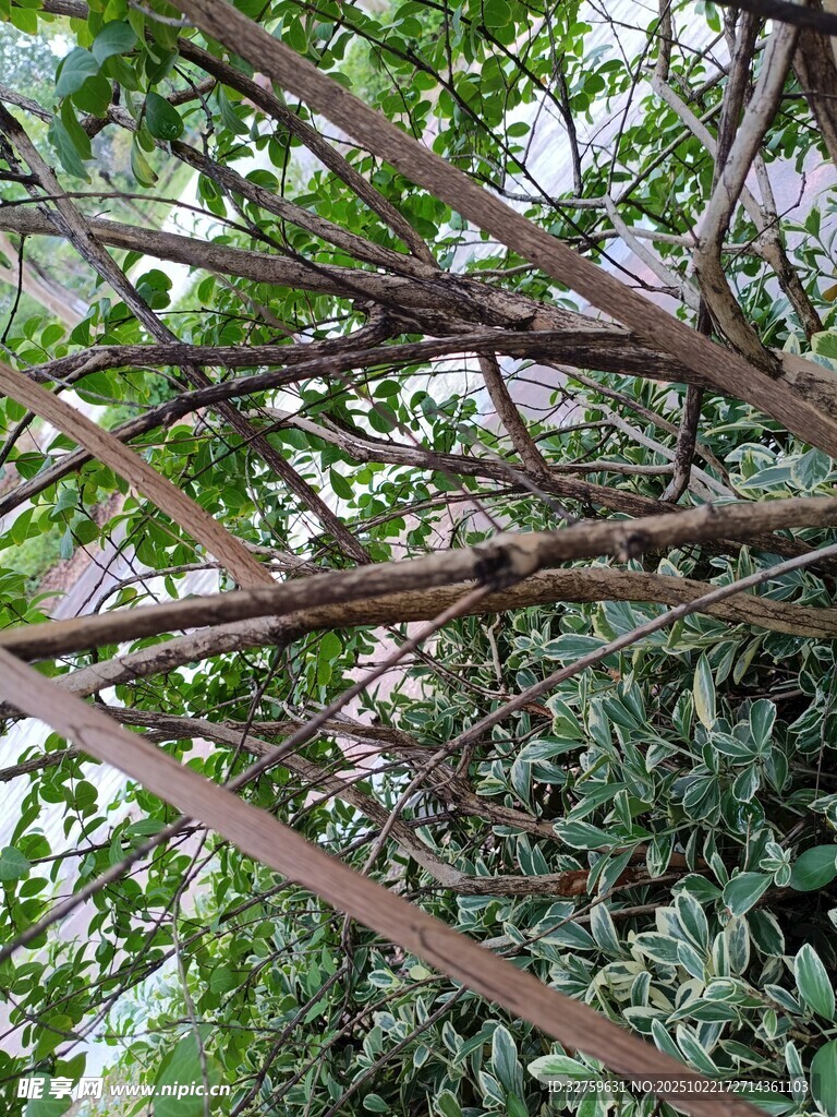 繁茂树枝与绿植景观