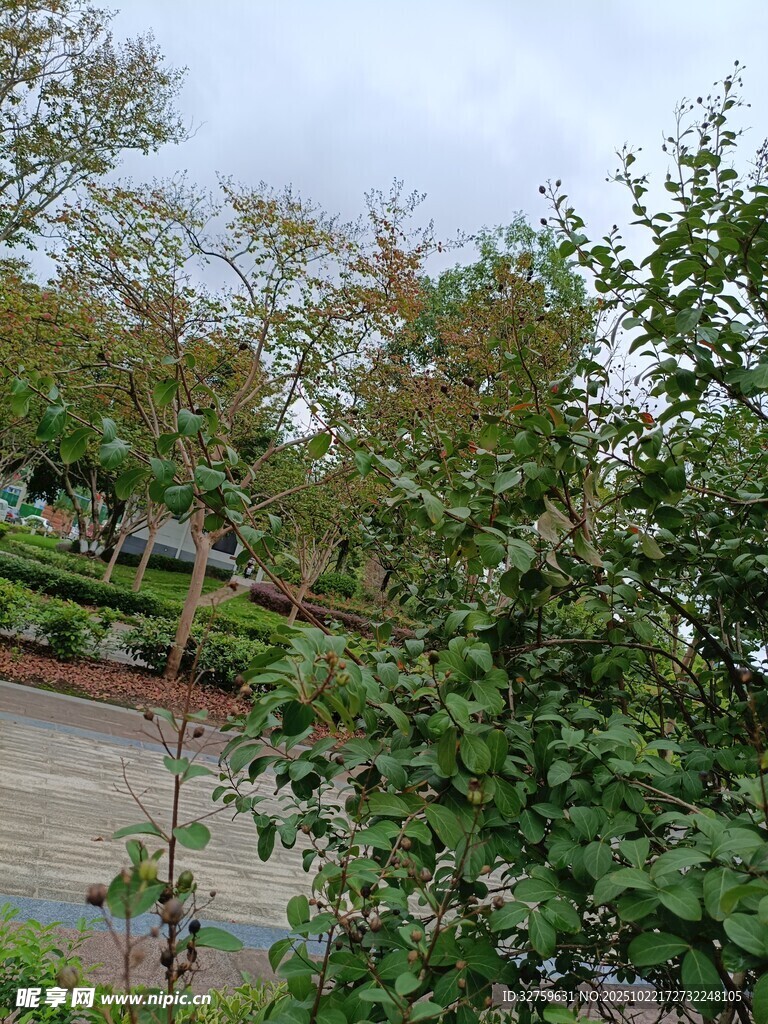 户外繁茂绿植景观