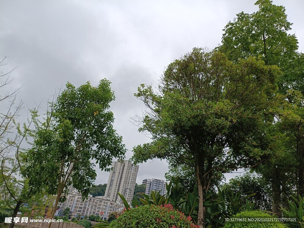 绿树环绕中的城市景致
