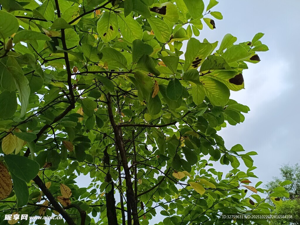 绿叶繁茂的树木景观
