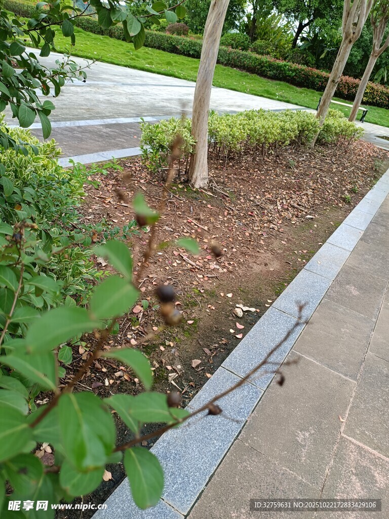 路边绿植景观