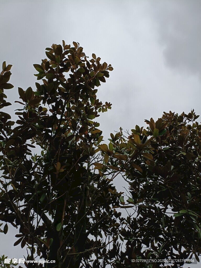 阴天中的茂密树木