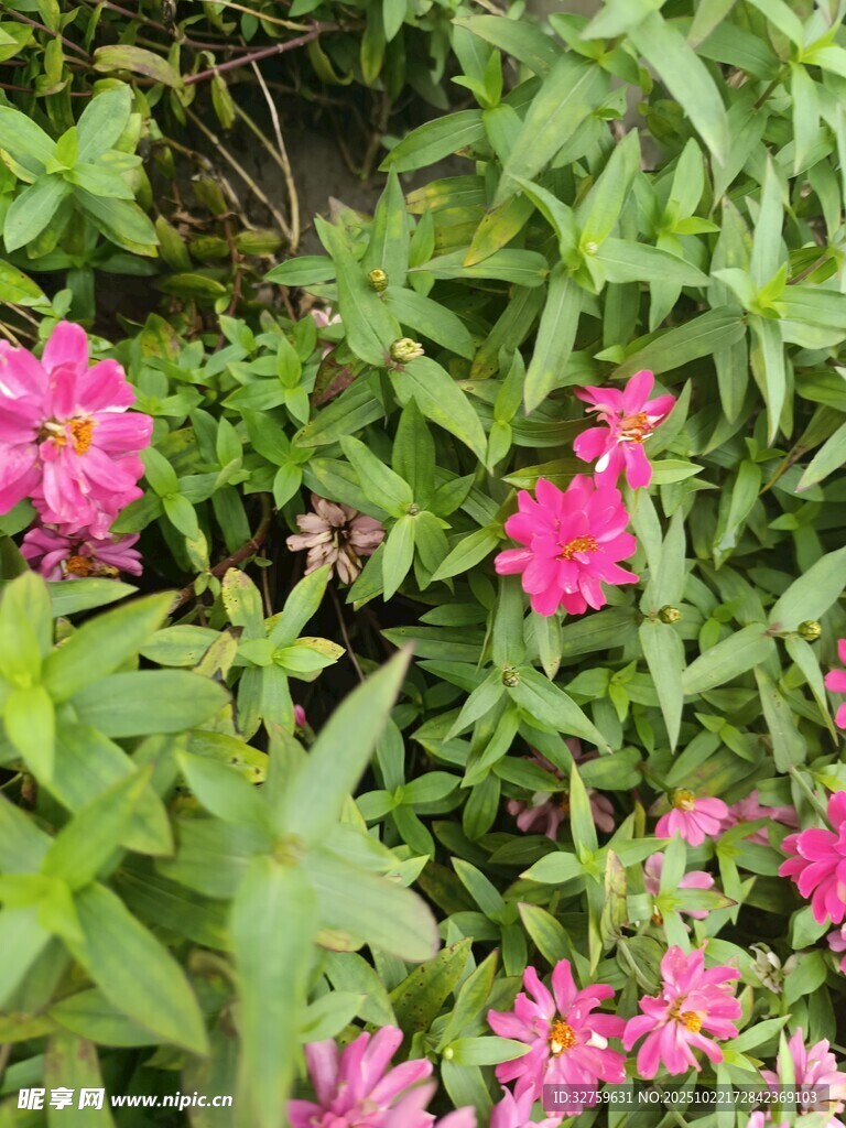 娇艳粉色花朵与绿叶相伴