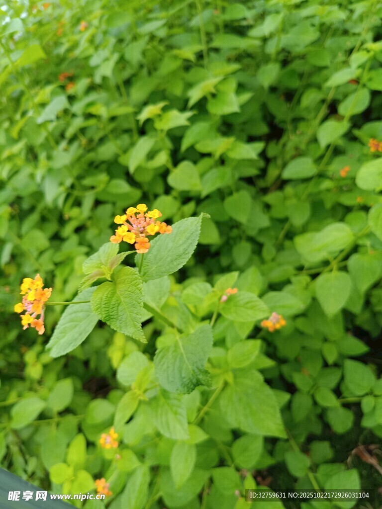 绿叶丛中绽放的黄色小花