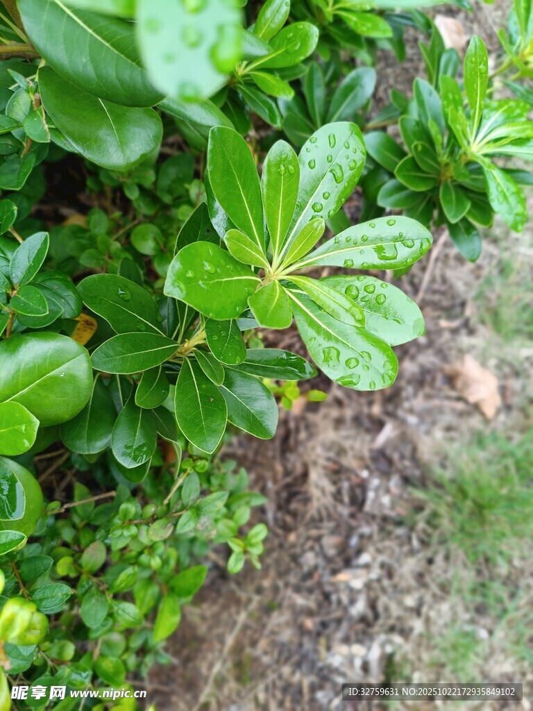 绿叶繁茂的植物景观