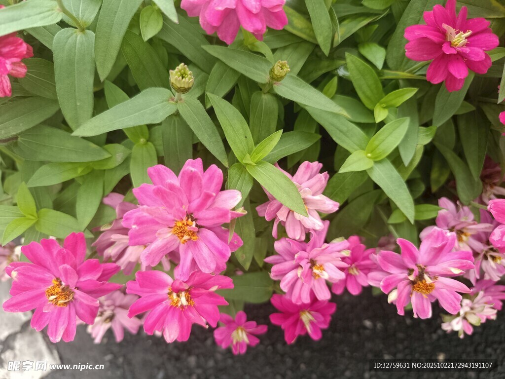 娇艳粉色花朵绽放绿叶间