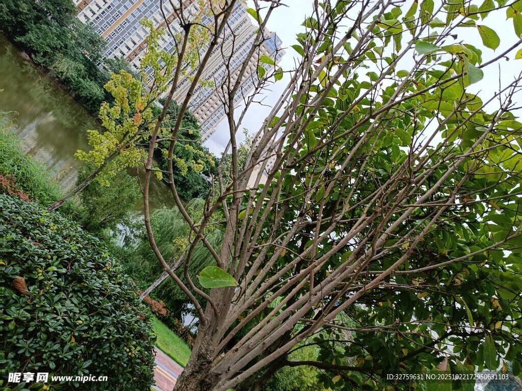 户外繁茂树木与绿植景观
