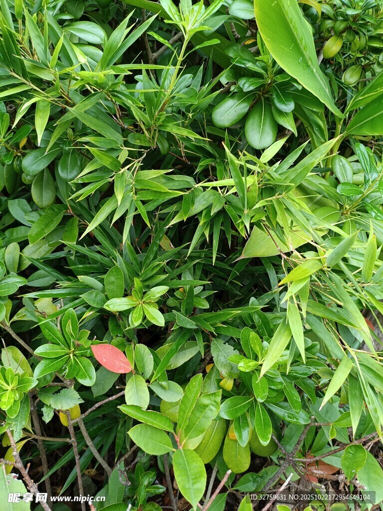 翠绿植物中的一抹红