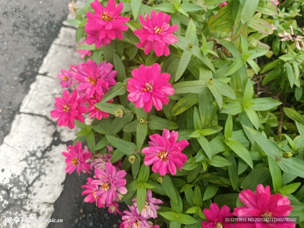 路边绽放的鲜艳粉色花朵