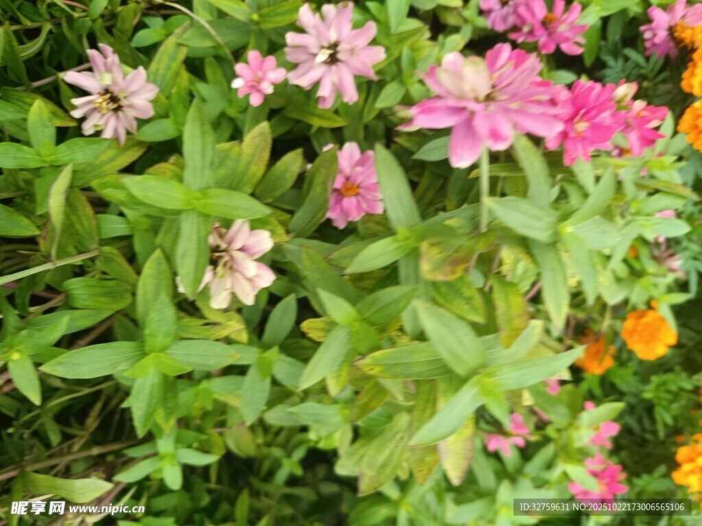 多彩花卉绽放绿意间